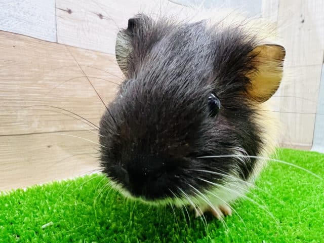 イングリッシュモルモット