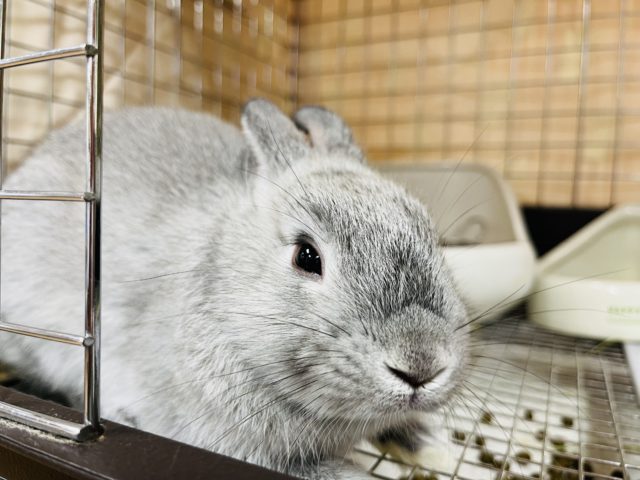 ネザーランドドワーフ