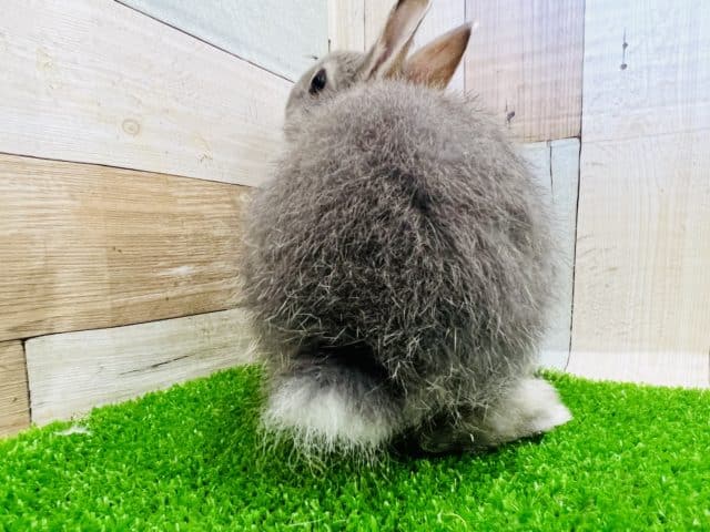 ネザーランドドワーフ