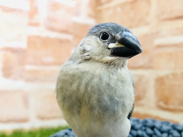 大定番カラー 桜文鳥 R4 10/26撮影 桜文鳥