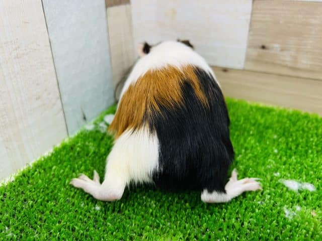 イングリッシュモルモット