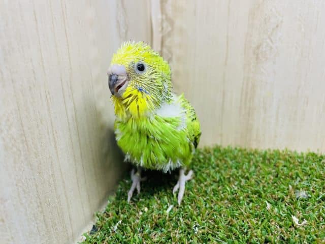 セキセイインコ