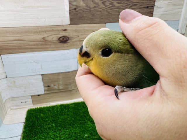 コザクラインコ（小桜インコ）