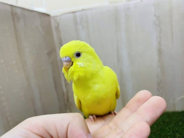セキセイインコ
