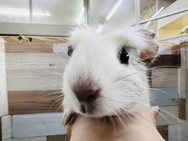 クレステッドモルモット