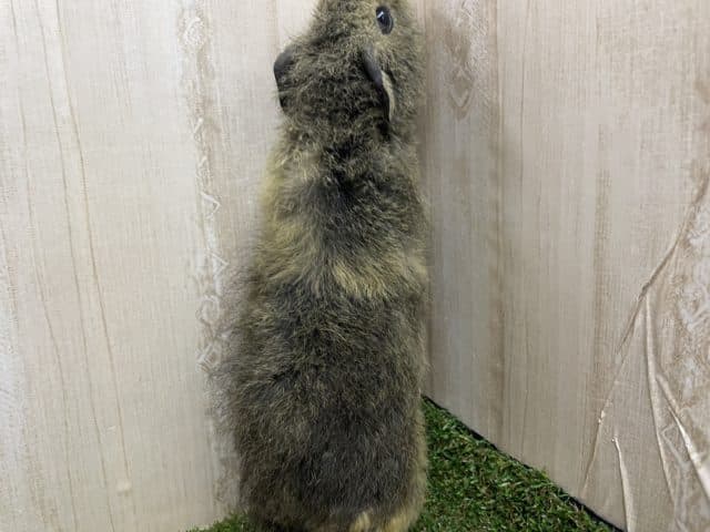 テディモルモット