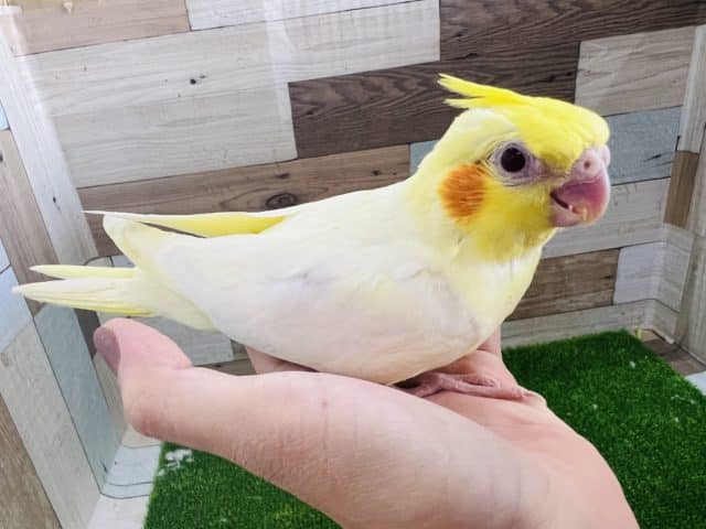 オカメインコ