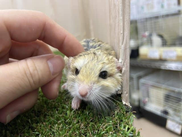 マカロニマウス（ファットテールジャービル、オブトアレチネズミ）