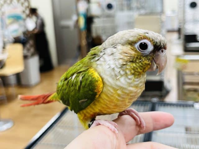 ホオミドリウロコインコ