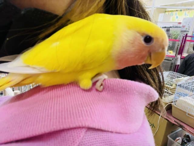 コザクラインコ（小桜インコ）