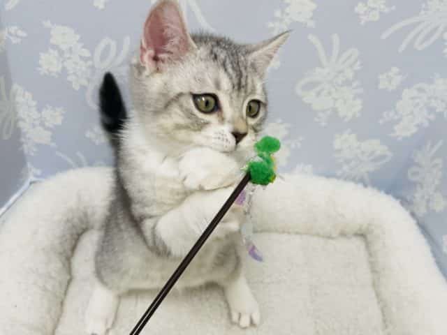 スコティッシュフォールド