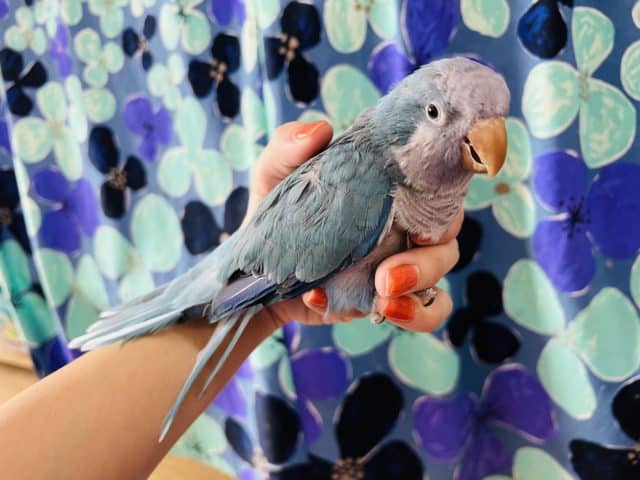 オキナインコ