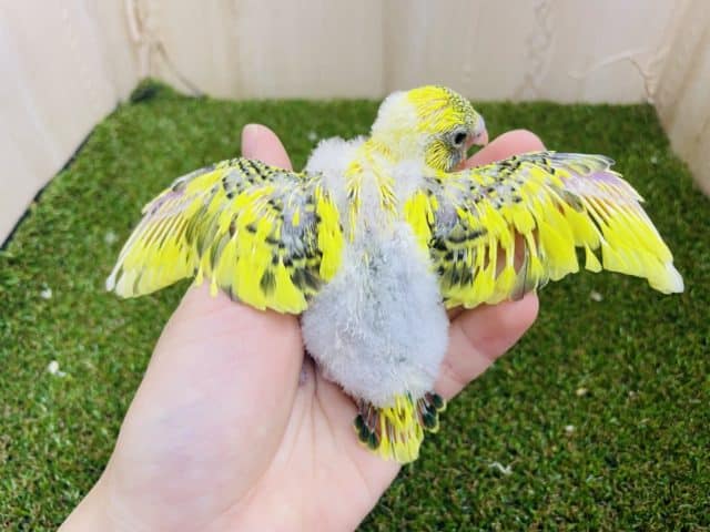 セキセイインコ