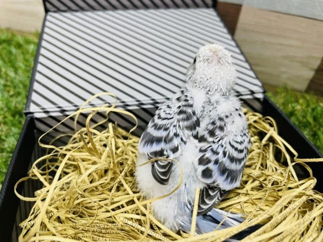 最新画像有り☆落ち着きを感じるカラーのヒナさん!セキセイインコのオパーリンカラー! セキセイインコ