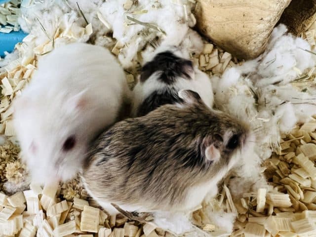 ロボロフスキーハムスター