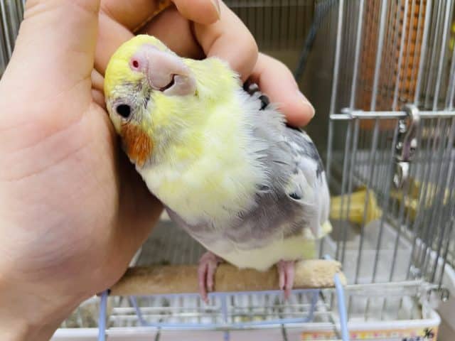 オカメインコ