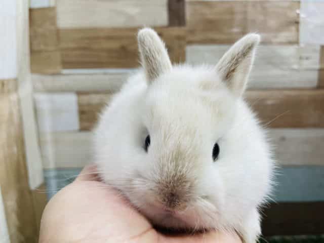 ネザーランドドワーフ