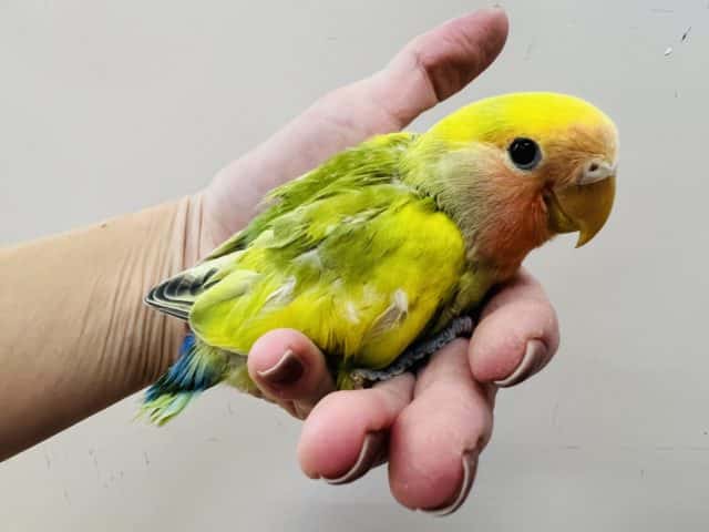 コザクラインコ（小桜インコ）