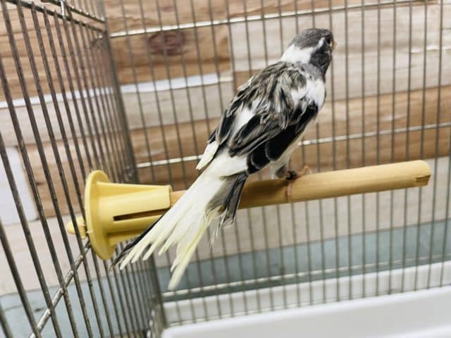 ラザカナリアの男の子!! ラザカナリア