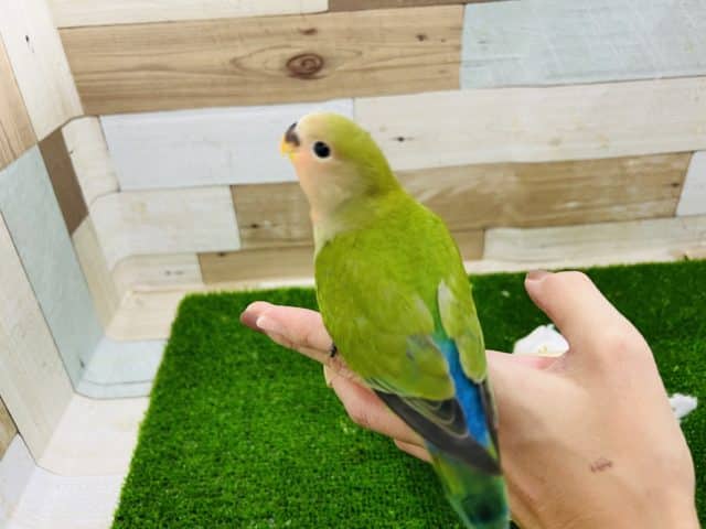 コザクラインコ（小桜インコ）
