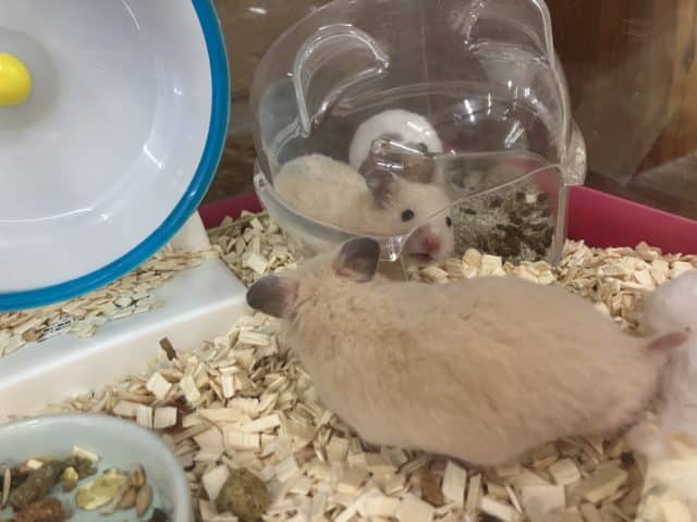 キンクマハムスター