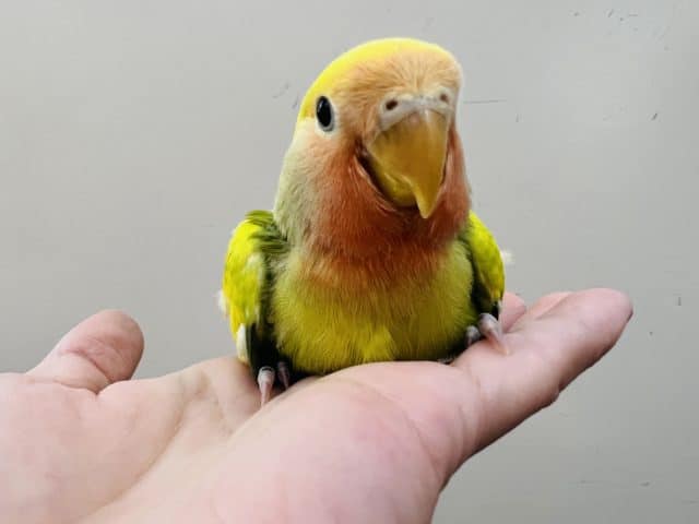 コザクラインコ（小桜インコ）