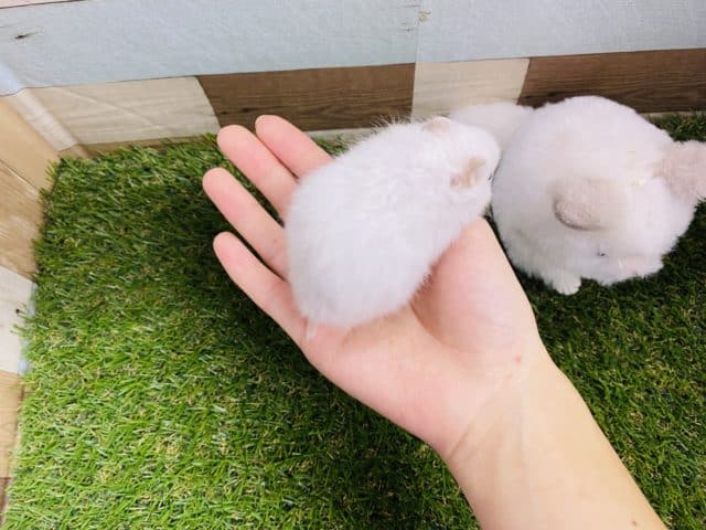 ゴールデンハムスター