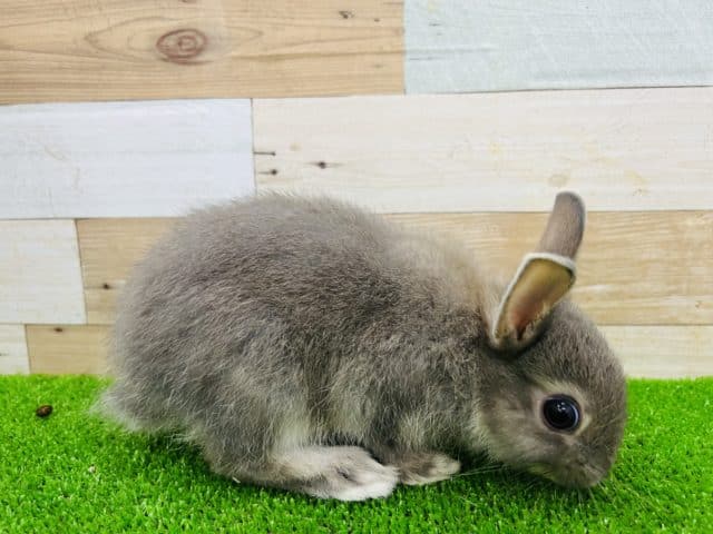 ネザーランドドワーフ