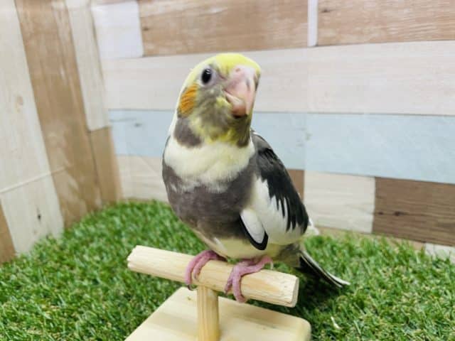 オカメインコ