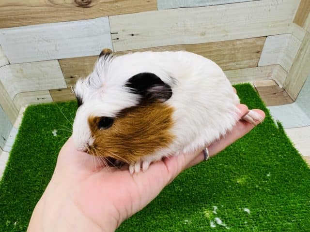 クレステッドモルモット