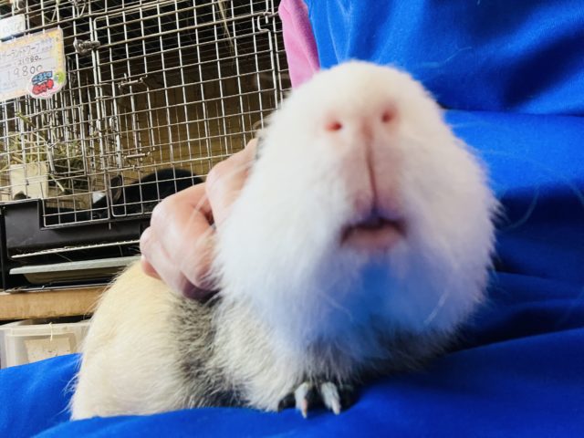 テディモルモット