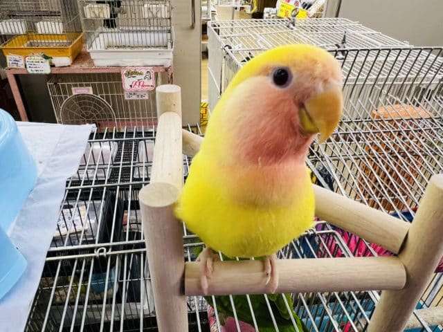 コザクラインコ（小桜インコ）