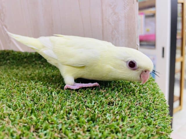 サザナミインコ