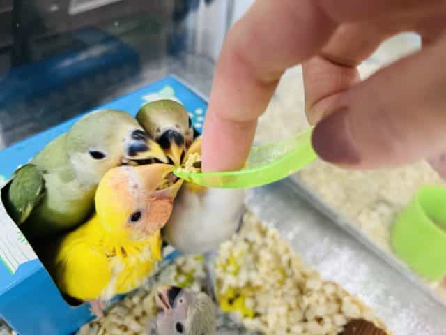 コザクラインコ（小桜インコ）