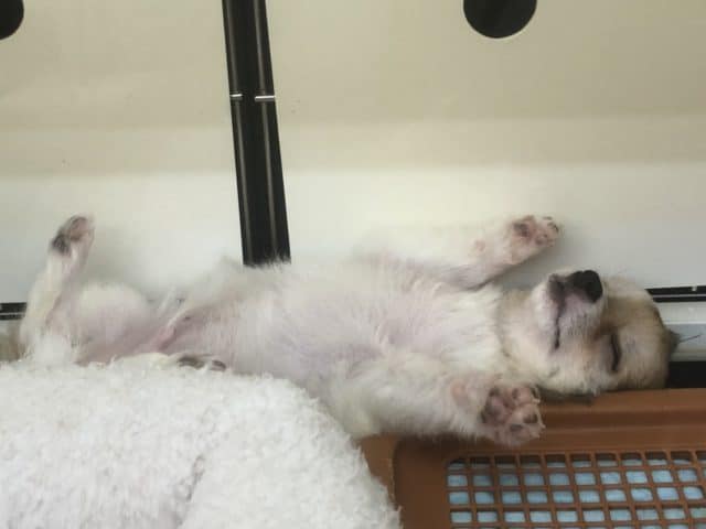 とにかく明るいチワワ君が来ましたよ〜 チワワ