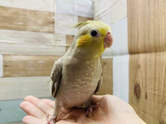 オカメインコ