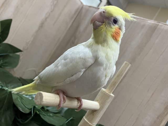 オカメインコ