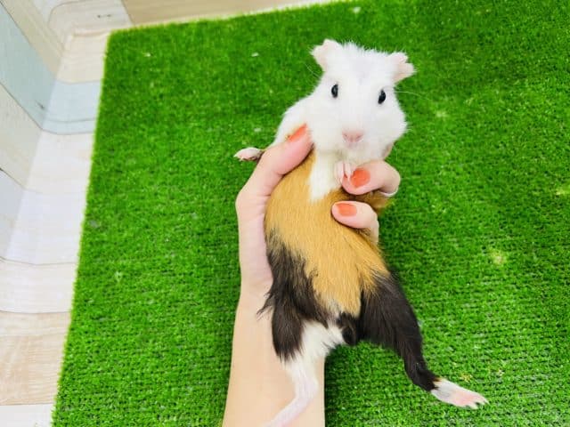 クレステッドモルモット