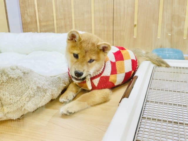 元気いっぱい!豆柴犬の男の子入舎☆ 豆柴