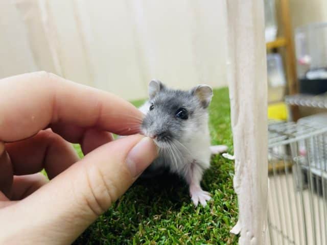 ドワーフハムスターの1種