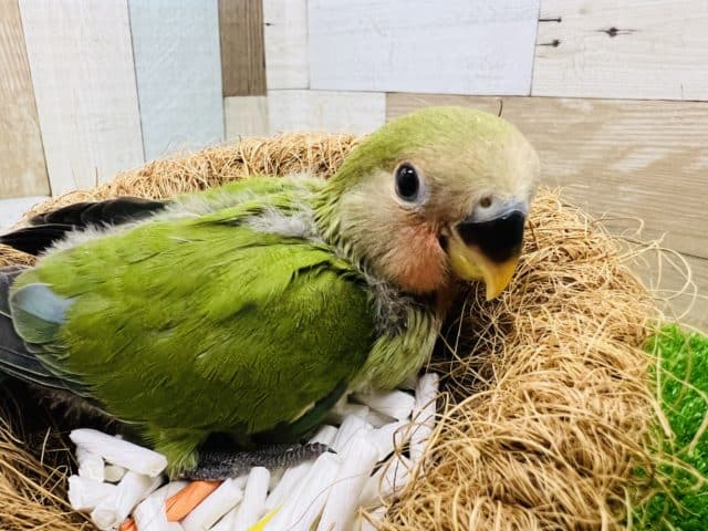 コザクラインコ（小桜インコ）