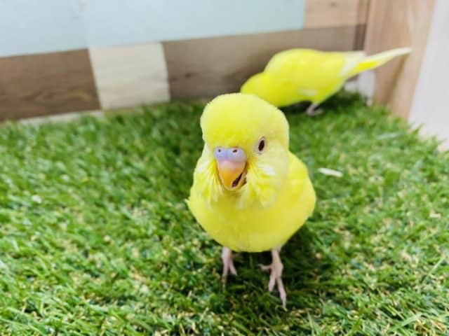 セキセイインコ