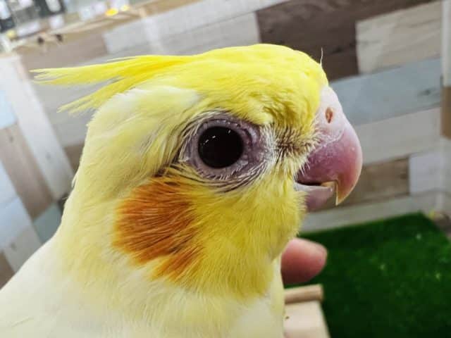 オカメインコ