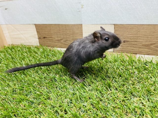 カラージャービル（スナネズミ）