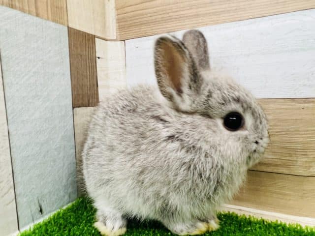 ネザーランドドワーフ