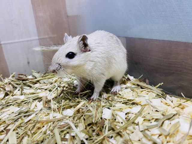 カラージャービル（スナネズミ）