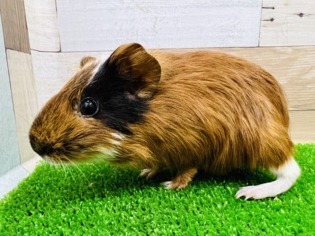 イングリッシュモルモット