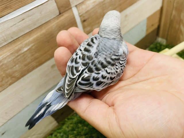 最新画像有り☆落ち着きを感じるカラーのヒナさん!セキセイインコのオパーリンカラー! セキセイインコ