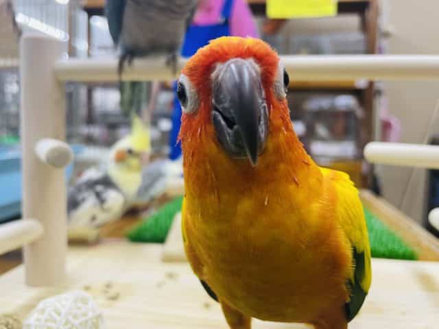 コガネメキシコインコ