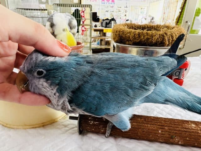 オキナインコ